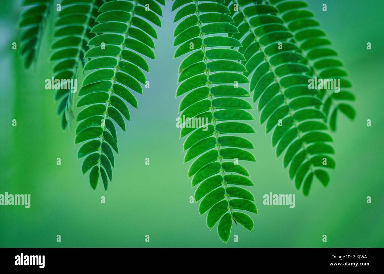 Eine flache Aufnahme von Blättern aus persischem Seidenbaum mit verschwommenem grünem Hintergrund Stockfoto