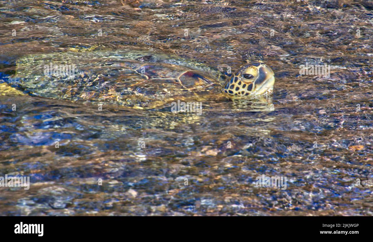 Eine riesige Schildkröte, die im Wasser schwimmend ist Stockfoto