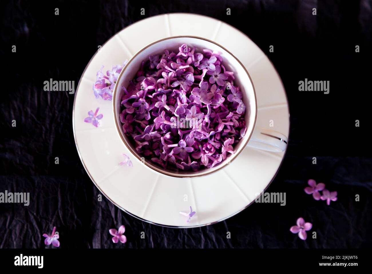 Lila Flieder blüht in einer Teetasse vor schwarzem Hintergrund Stockfoto