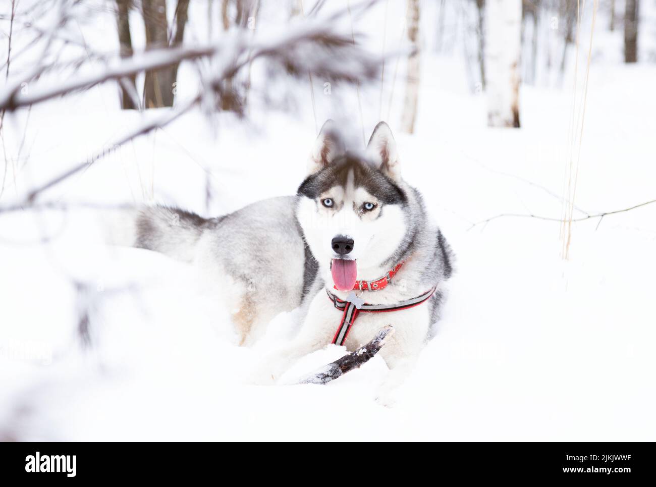 Ein sibirischer Husky mit einem Stock im Winter Stockfoto