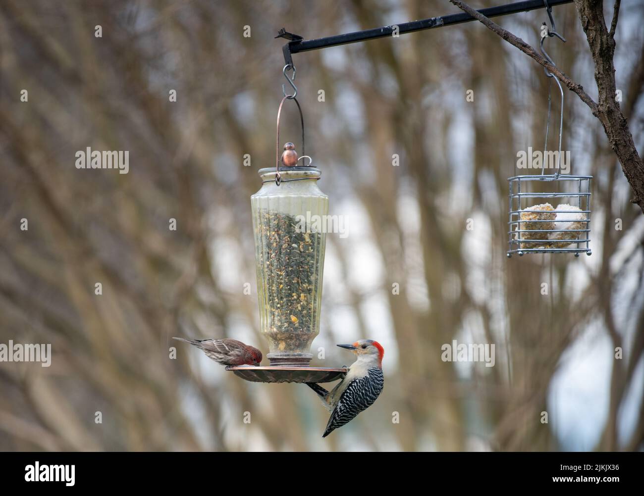 Ein wenig Vögel füttern von einem Vogelfutterhäuschen auf einem verschwommenen Hintergrund Stockfoto