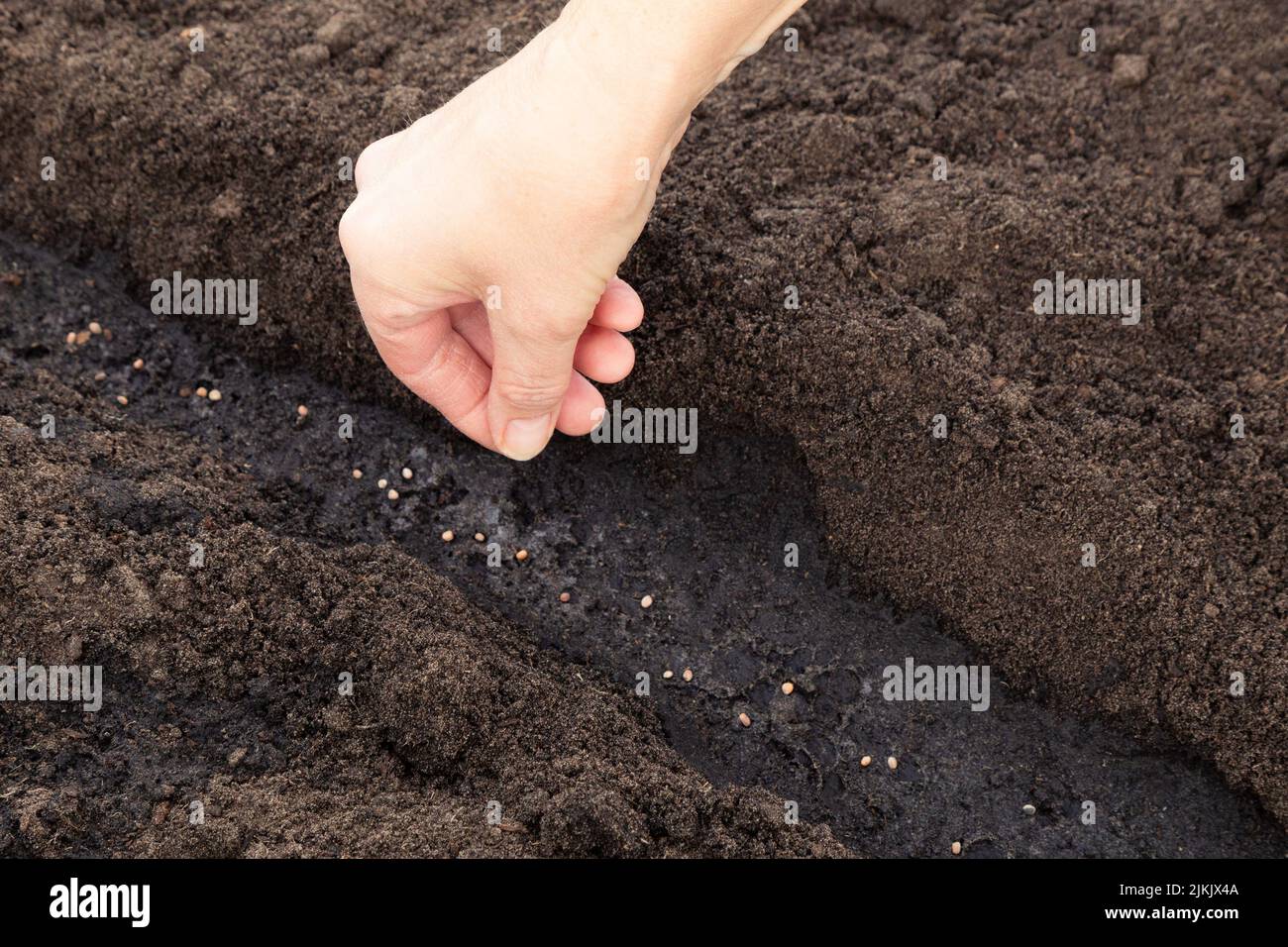 Nahaufnahme der Hand einer Frau, die Samen aussaat. Stockfoto