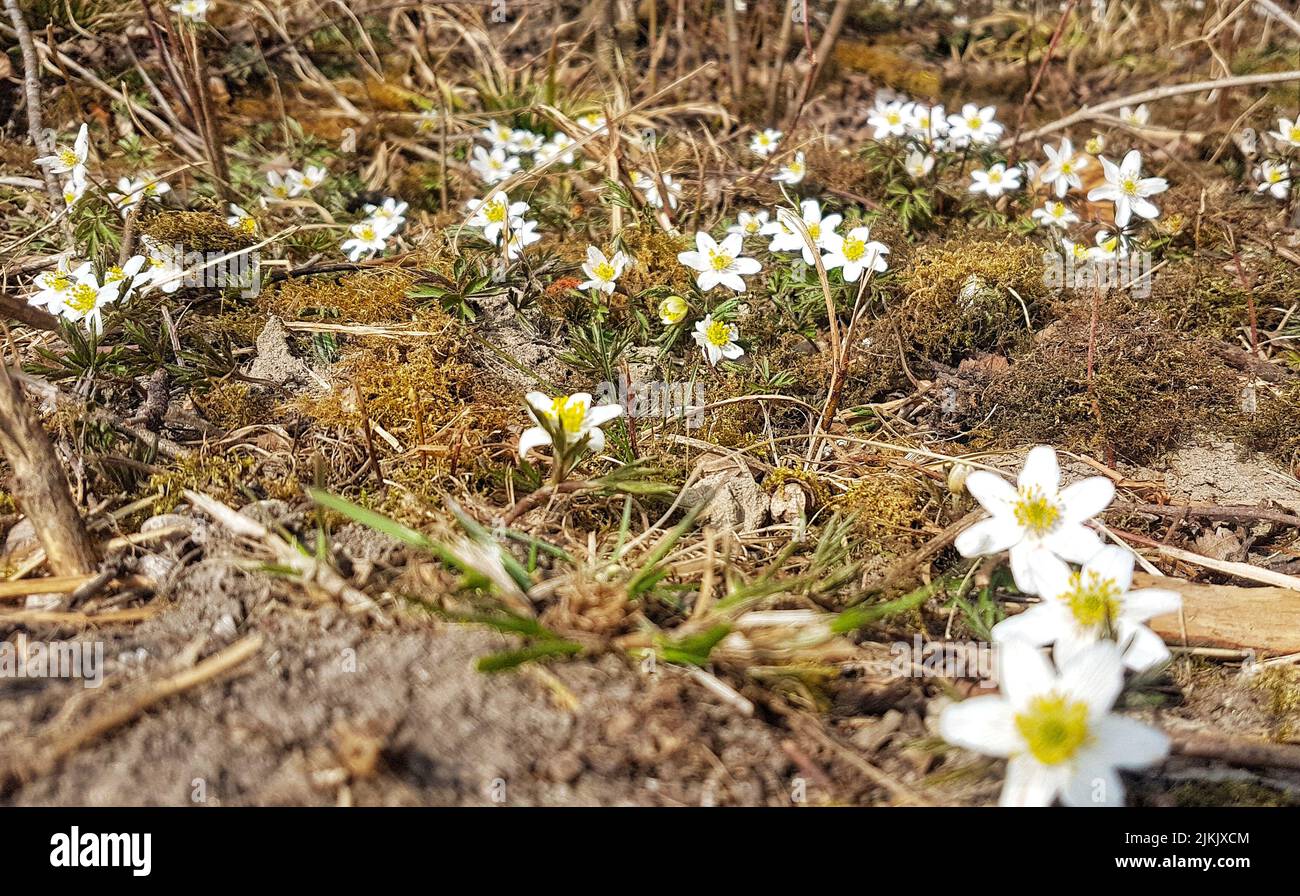 Ein Feld mit weißen Blumen in den Alpen Stockfoto
