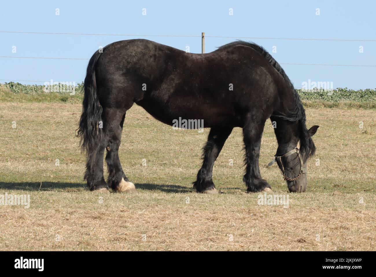 Eine Nahaufnahme eines schwarzen, schönen deutschen Pferdes Stockfoto