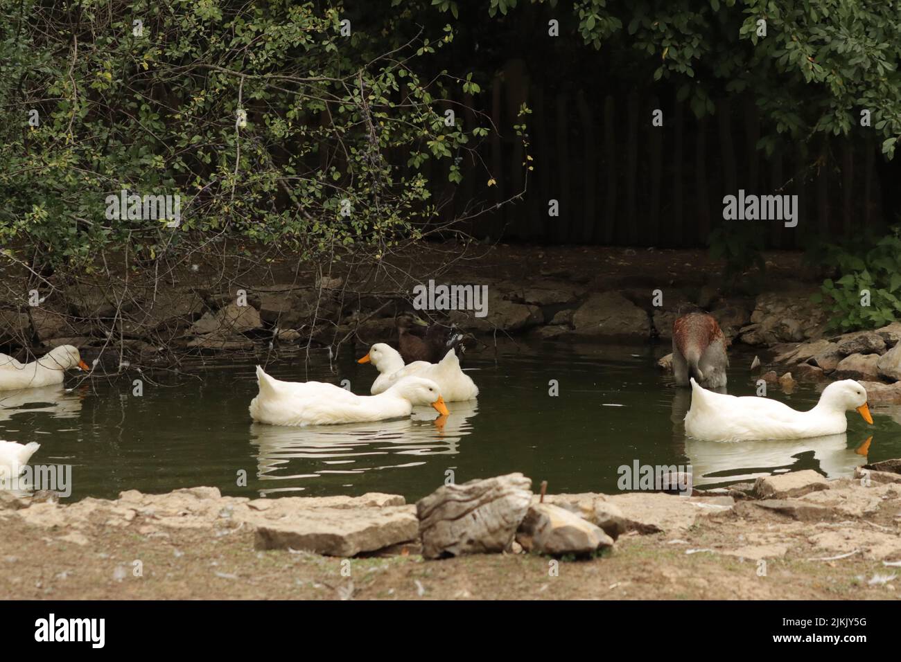 Eine malerische Aussicht auf eine Herde weißer Enten, die in einem Teich unter grünen Bäumen in Bayern, Deutschland, schwimmen Stockfoto