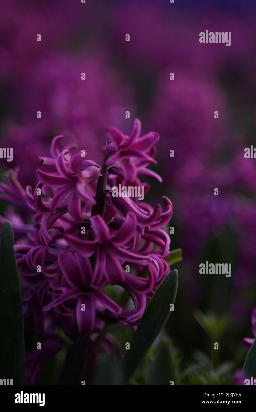 Eine senkrechte Aufnahme mit flachem Fokus von Hyazinth Purple Sensation Flower Stockfoto