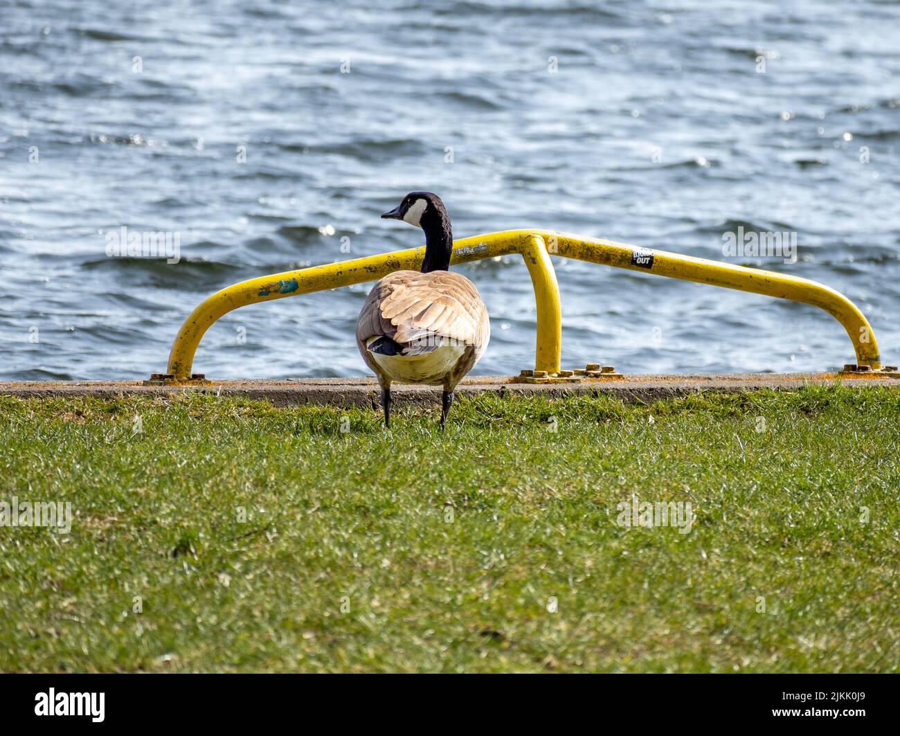 Eine flache Aufnahme einer Kanadagans, die auf dem Gras in der Nähe der Küste steht Stockfoto