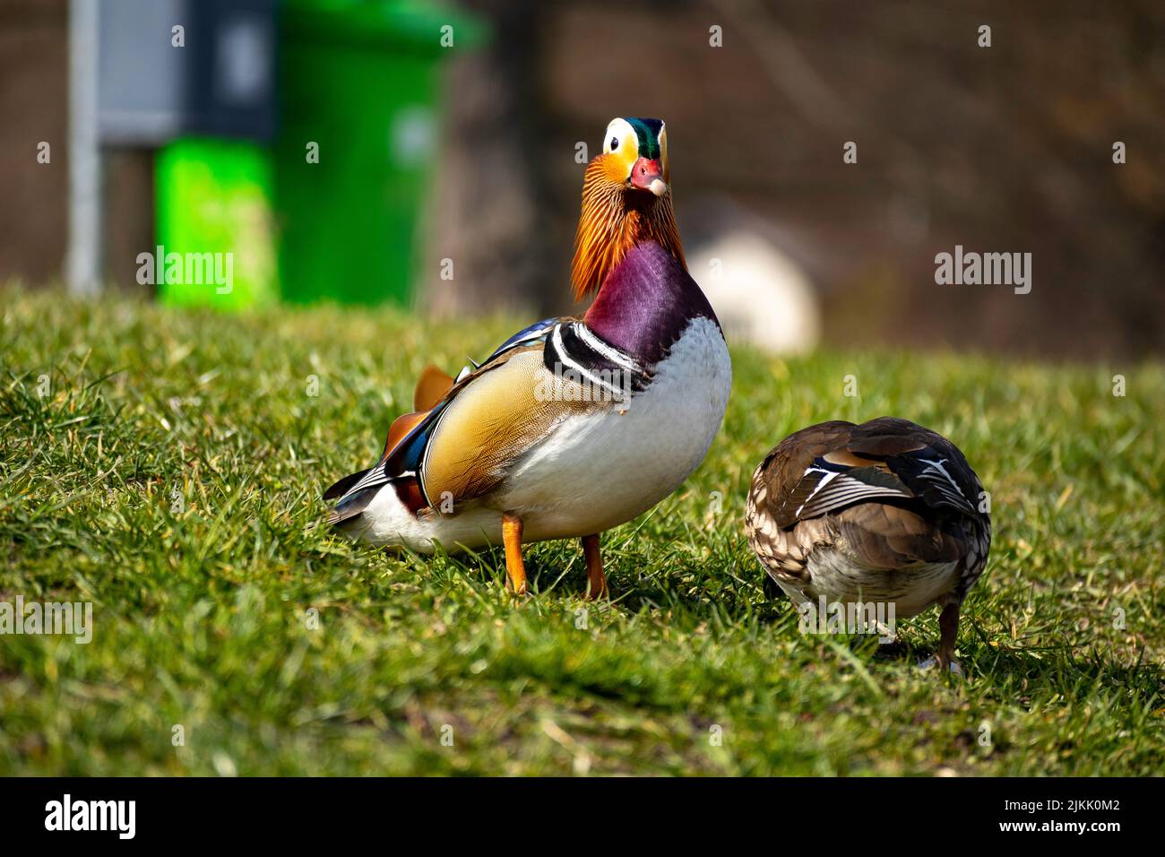 Eine flache Fokusaufnahme von zwei Mandarin Ducksen, die auf dem Gras im Park stehen Stockfoto