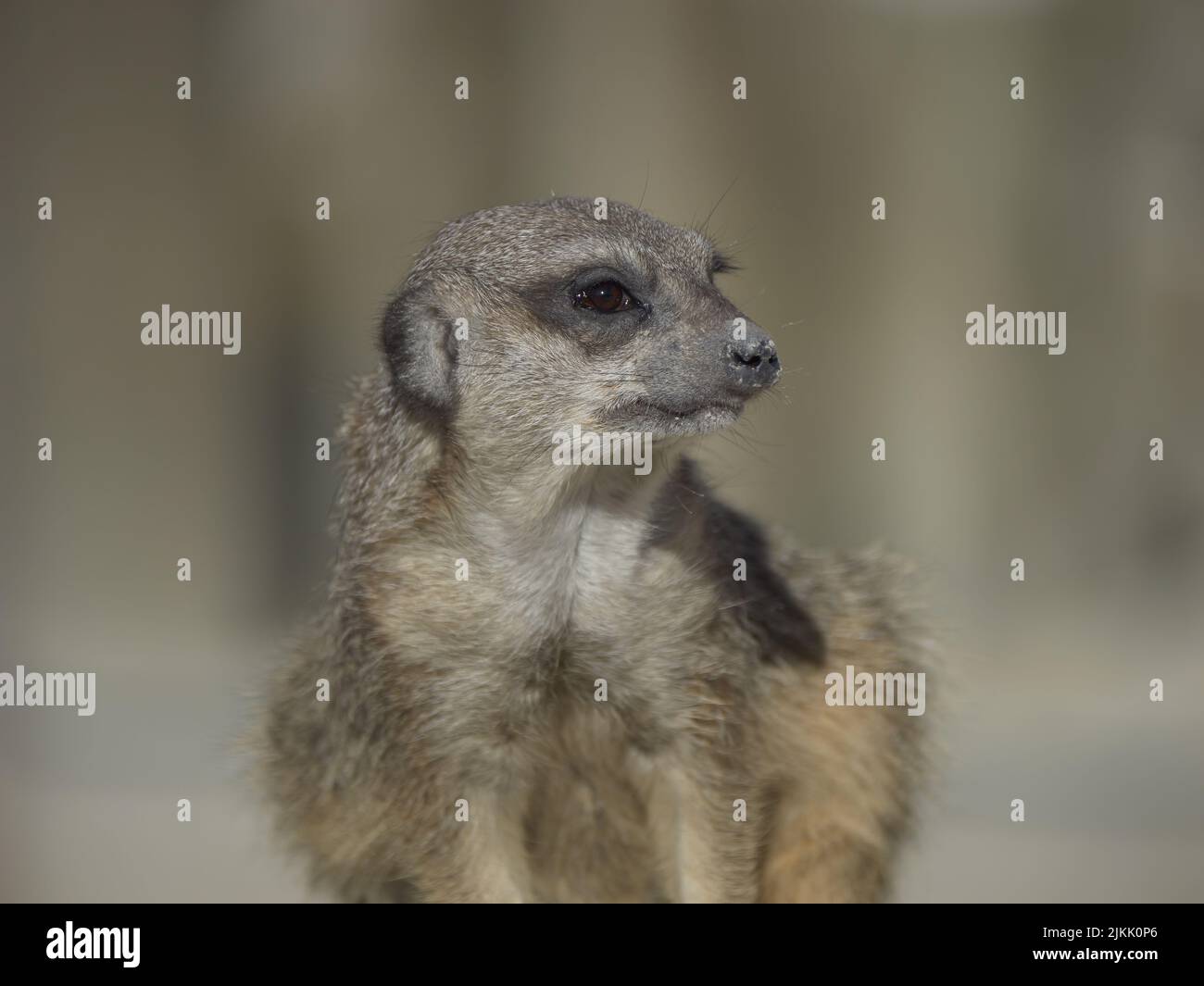 Eine Nahaufnahme des Erdmännchen auf den Bäumen verschwommen Hintergrund Stockfoto