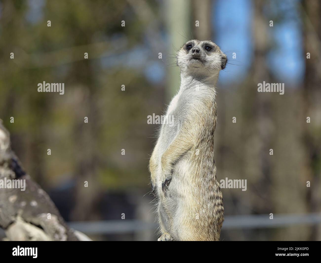 Eine Nahaufnahme der Erdmännchen auf den Bäumen verschwommen Hintergrund Stockfoto