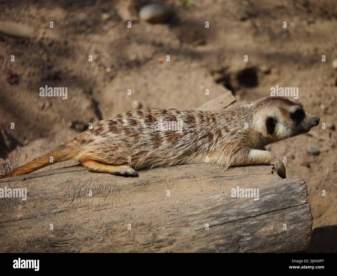 Eine Nahaufnahme des Erdmännchen, der auf dem Boden auf den Bäumen lag, verschwommener Hintergrund Stockfoto