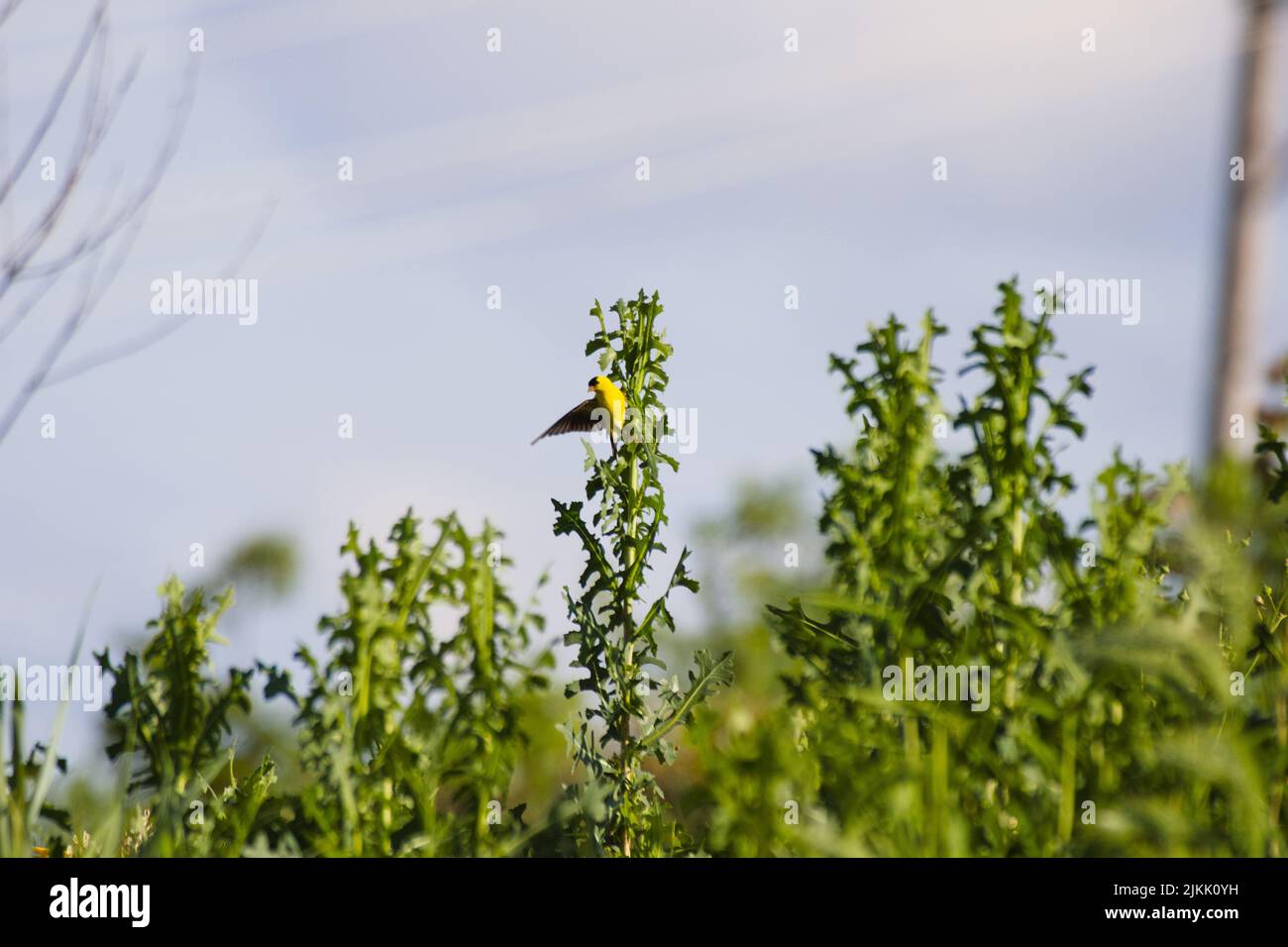 Ein gelber Vogel, der auf einer hohen grünen Pflanze thront Stockfoto