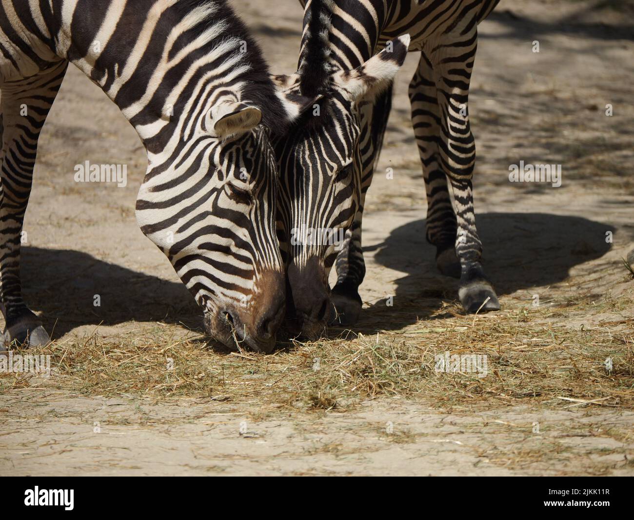 Zwei wunderschöne Zebras grasen nebeneinander Stockfoto