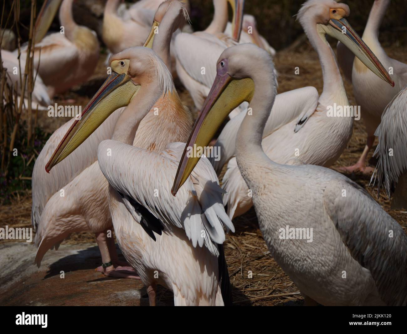 Eine Nahaufnahme einer Pelikanschote an einem Ufer Stockfoto