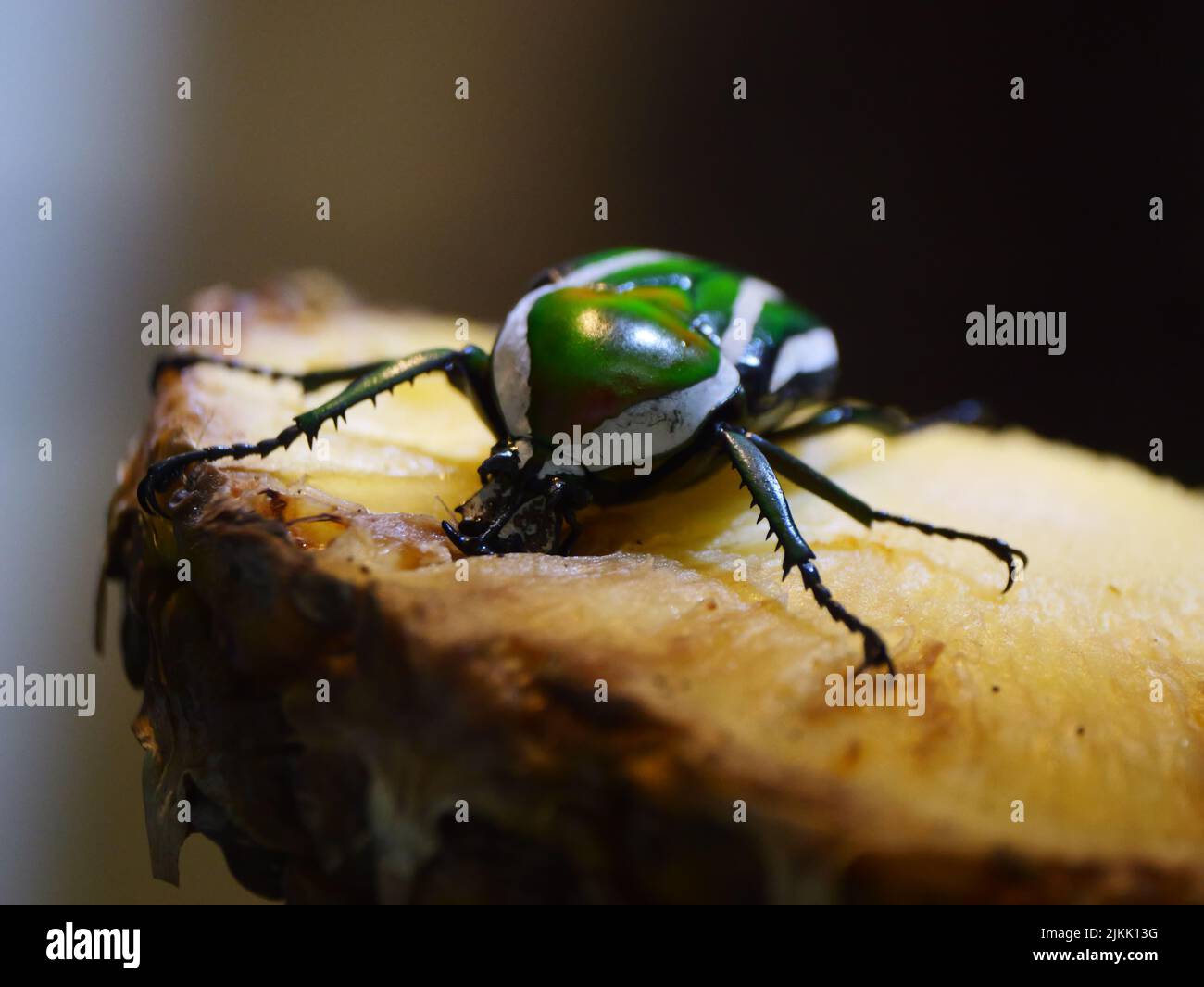 Eine Makroaufnahme eines grünen Rosenkäfer (Cetonia aurata) auf einem Stück Ananas oder einer anderen Pflanze Stockfoto