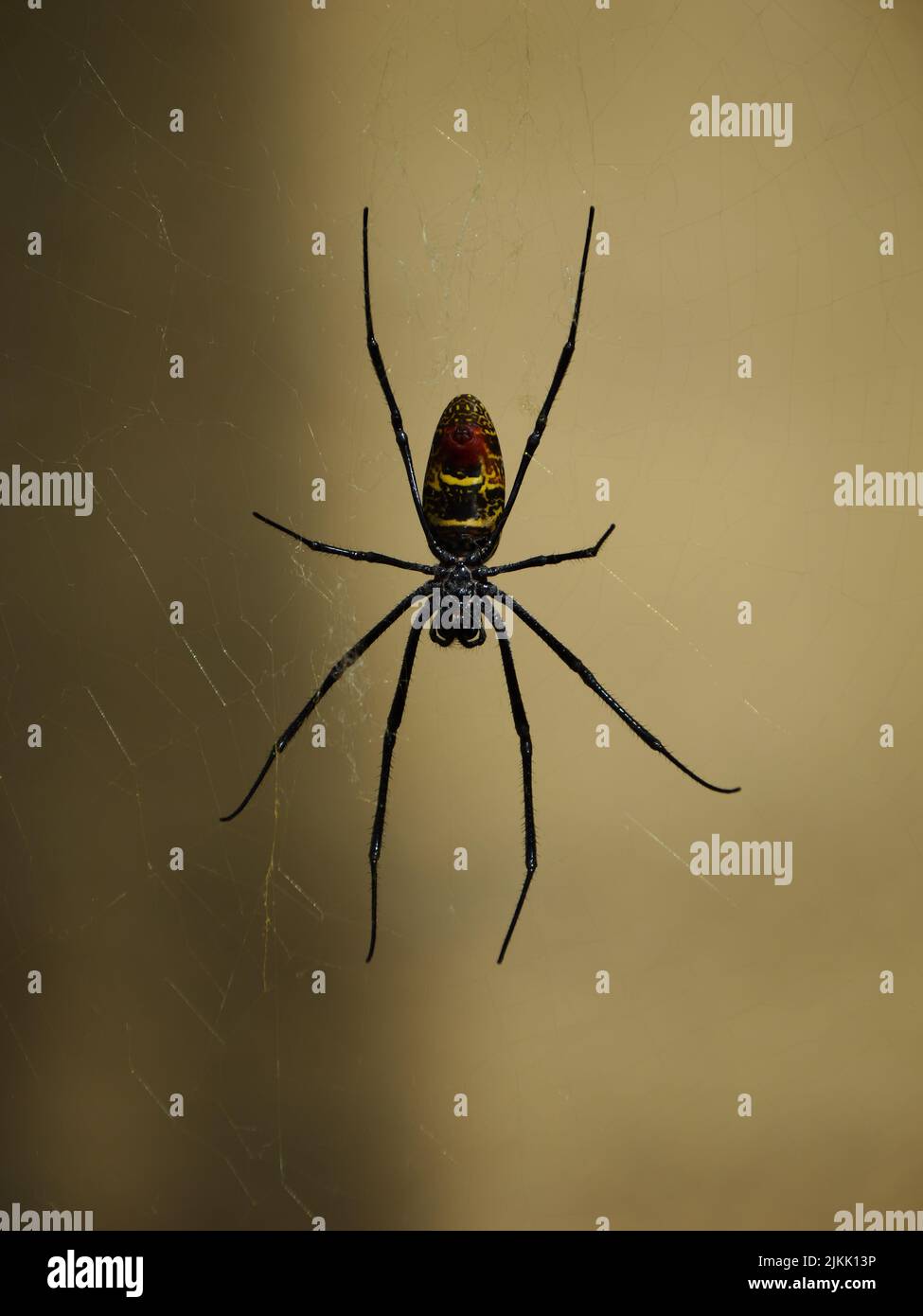 Eine Nahaufnahme der spinne nephila komaci, die in ihrem Netz sitzt und an einem sonnigen Tag vor verschwommenem Hintergrund auf eine Beute wartet Stockfoto