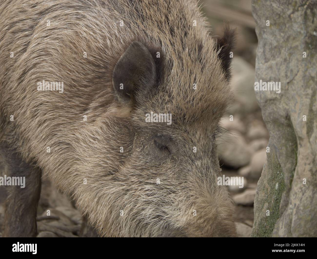 Ein Porträt eines Wildschweins, das tagsüber bei einem Felsen steht, mit verschwommenem Hintergrund Stockfoto