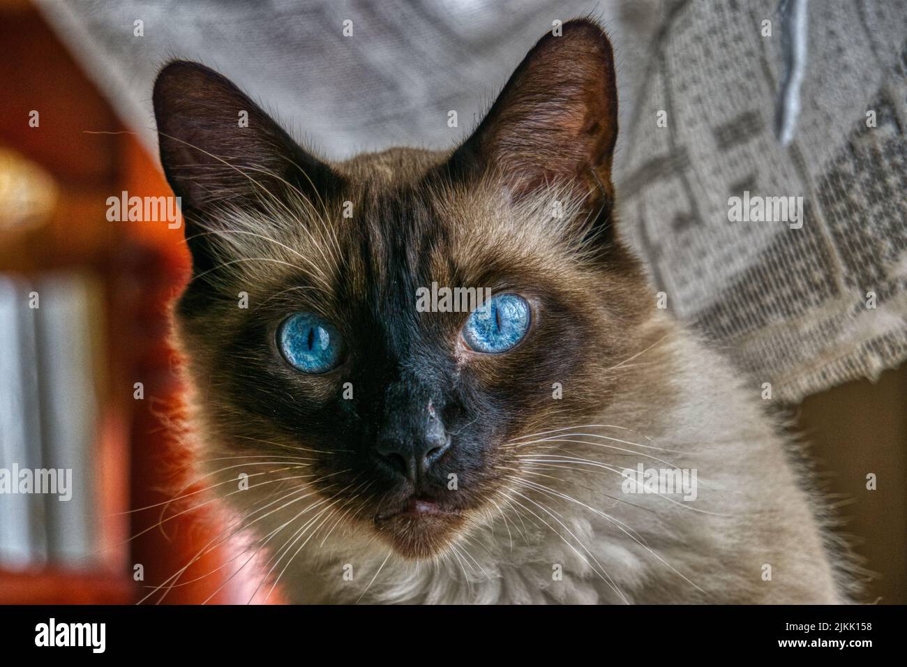 Eine Nahaufnahme einer niedlichen Katze, die die Kamera anschaut Stockfoto