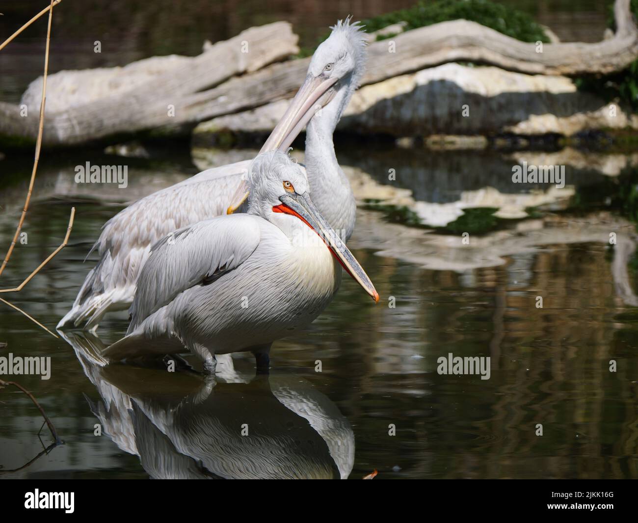Eine Nahaufnahme von zwei Pelikanen, die auf dem Wasser stehen Stockfoto