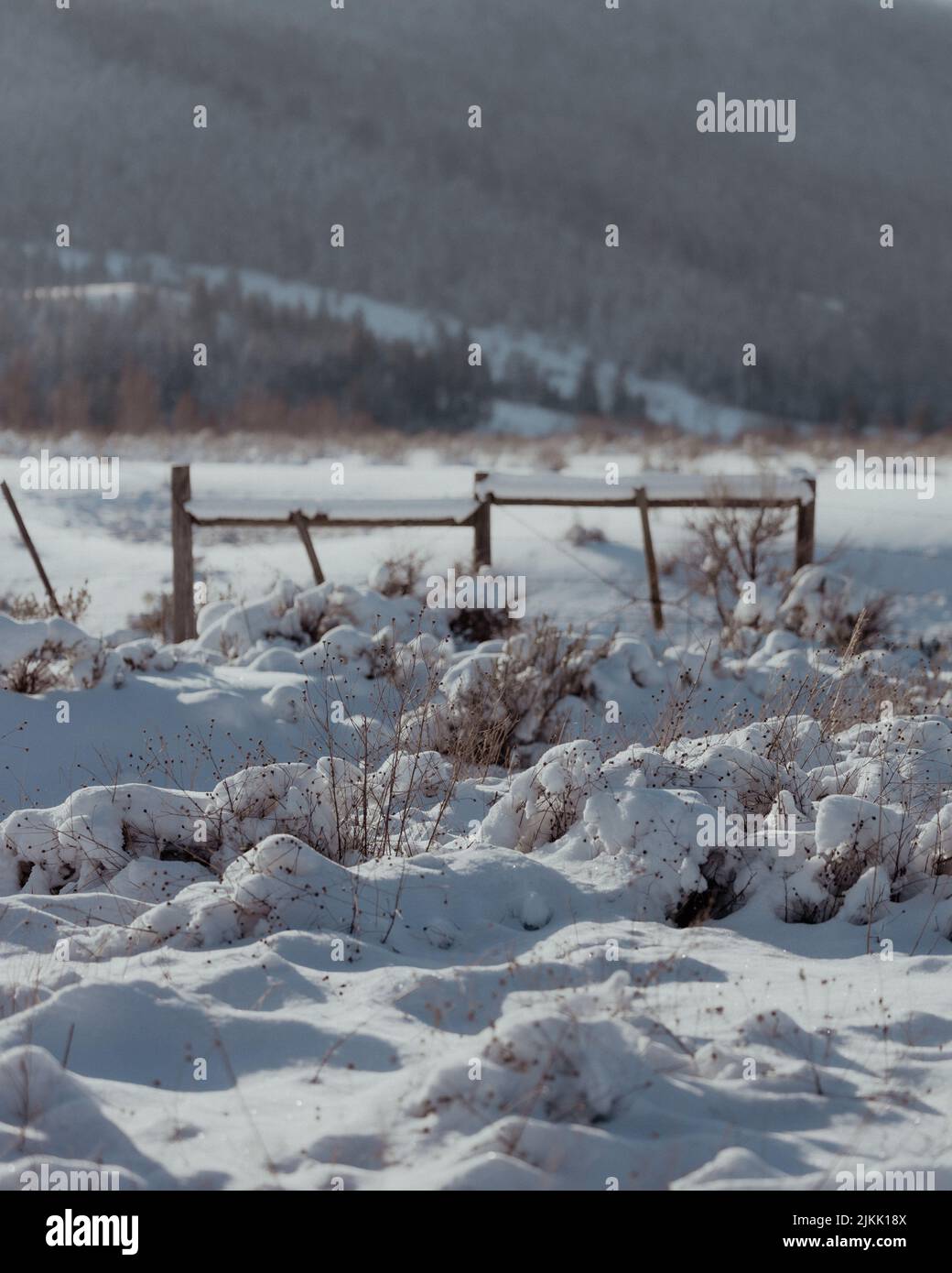Eine Nahaufnahme von Pflanzen, die an einem sonnigen Wintertag auf einem Schneefeld wachsen, mit verschneiten dichten Wäldern im verschwommenen Hintergrund Stockfoto