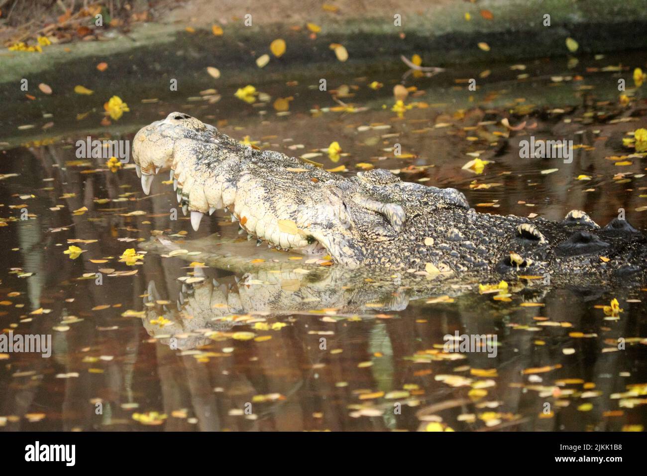 Ein Krokodil, das in seinem natürlichen Lebensraum in Wasser getaucht ist Stockfoto