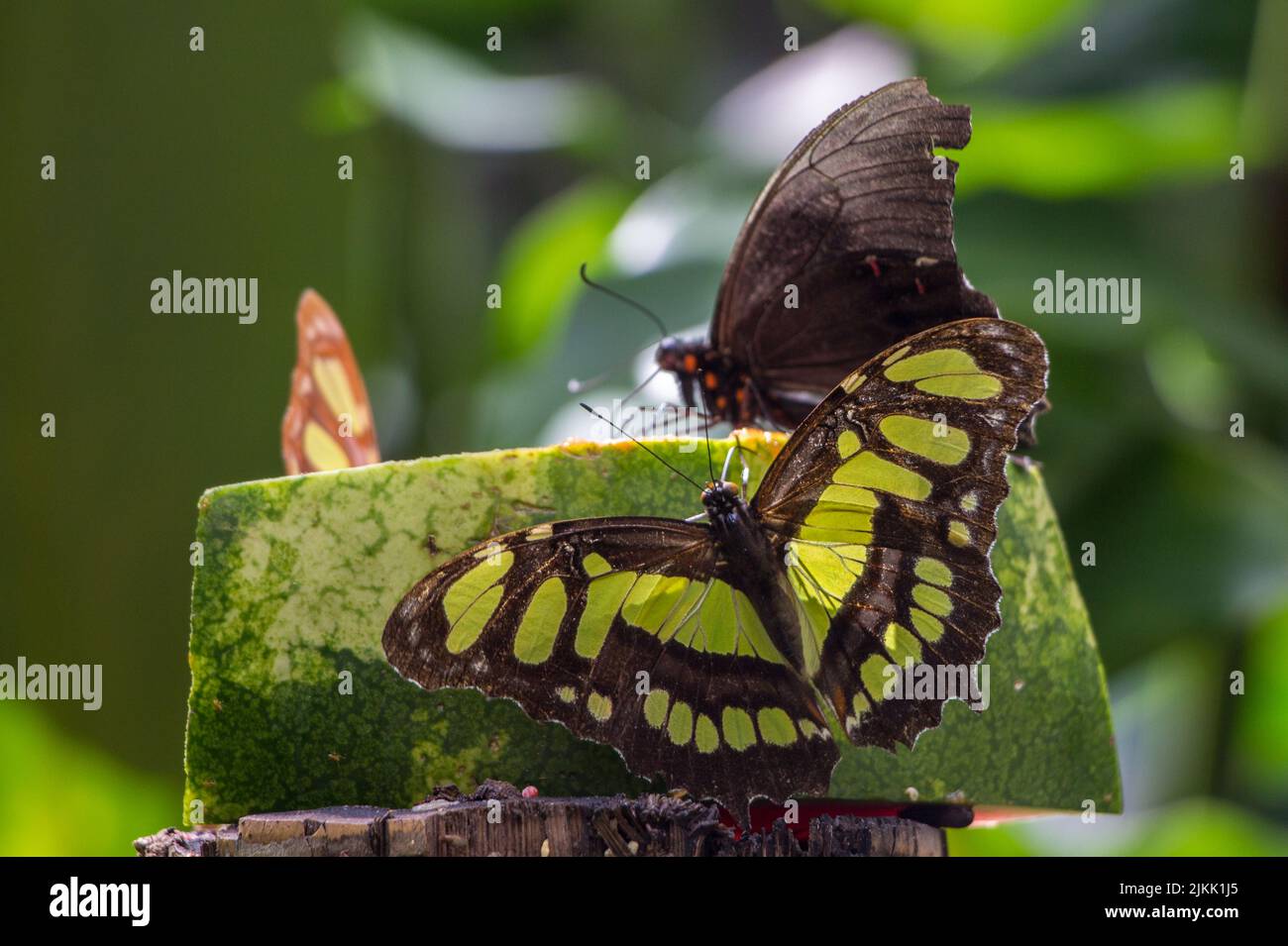 Eine flache Aufnahme von Schmetterlingen, die auf einem Stück Wassermelone mit verschwommenem grünem Hintergrund auf Nahrungssuche gehen Stockfoto