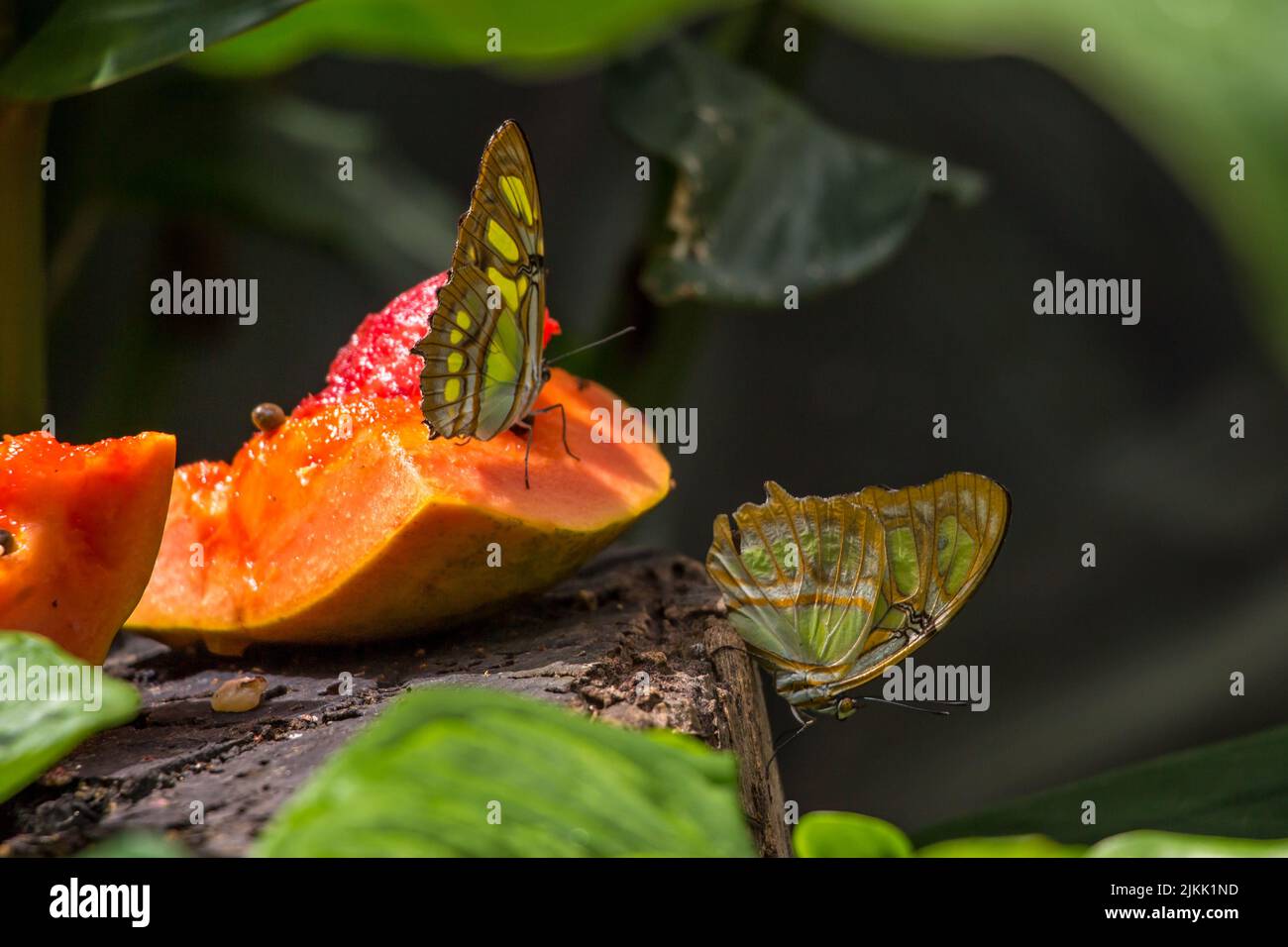 Eine Aufnahme mit flachem Fokus von zwei Malachit-Schmetterlingen, die auf einem Papaya-Stück mit verschwommenem grünem Hintergrund auf Nahrungssuche gehen Stockfoto