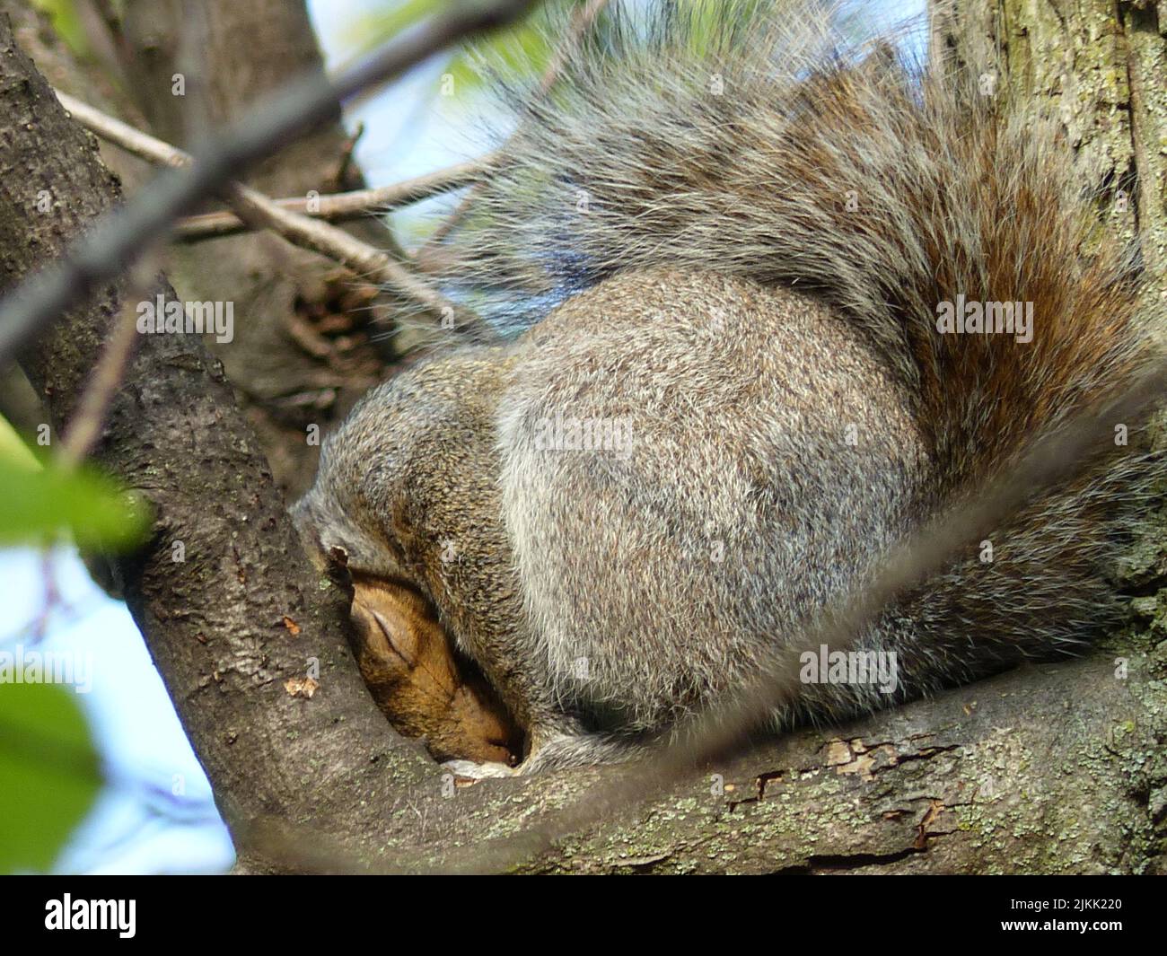 Eine Nahaufnahme eines niedlichen schlafenden Eichhörnchens Stockfoto