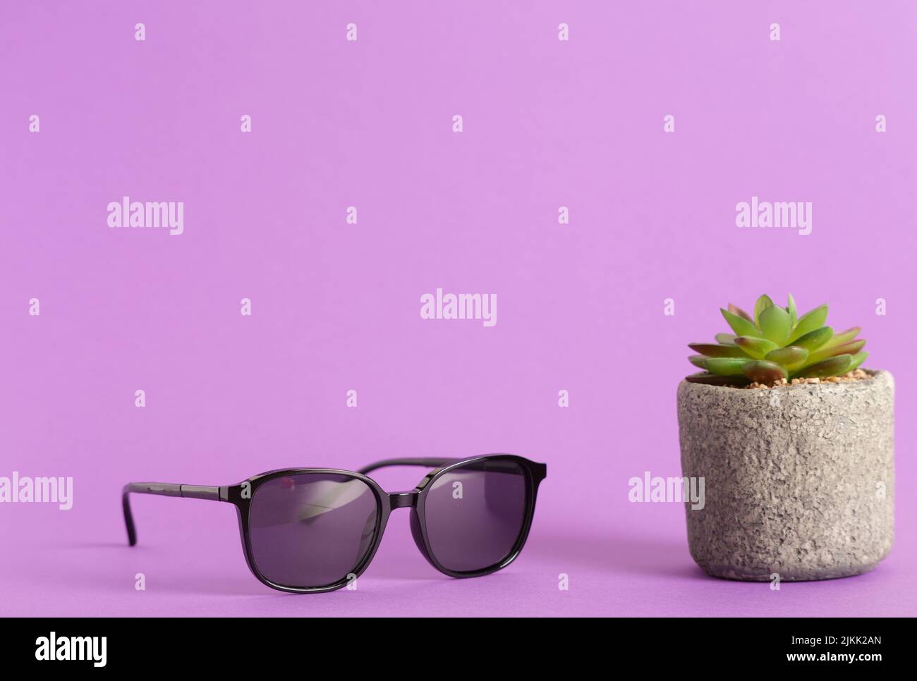 Eine Nahaufnahme einer Sonnenbrille und einer sukkkkulenten Zimmerpflanze auf einem violetten Hintergrund Stockfoto