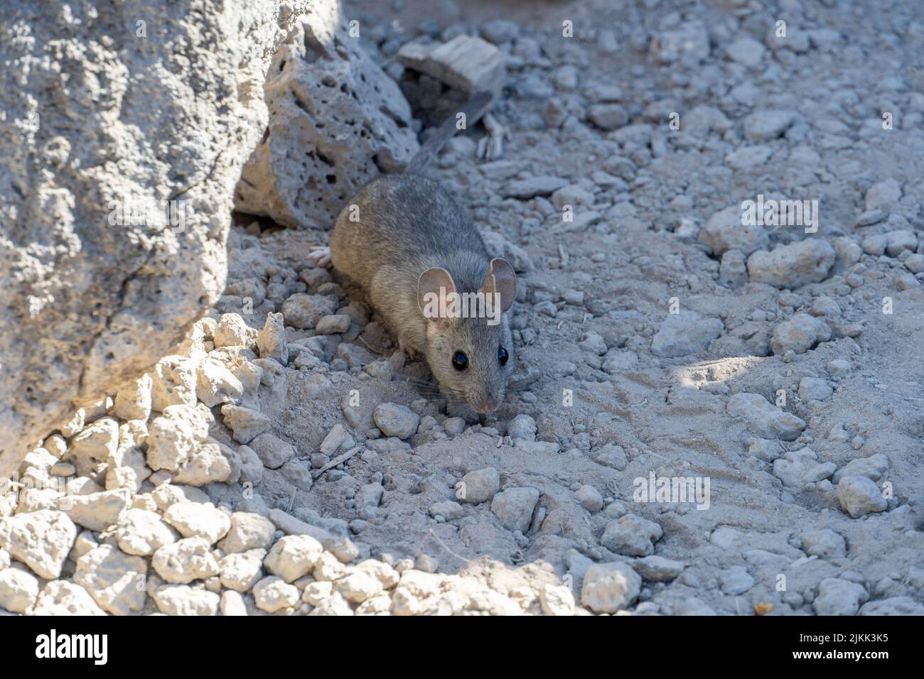 Eine Aufnahme einer kleinen grauen Ratte, die auf einem Boden mit Sand und Steinen unter Sonnenlicht nach Nahrung sucht Stockfoto