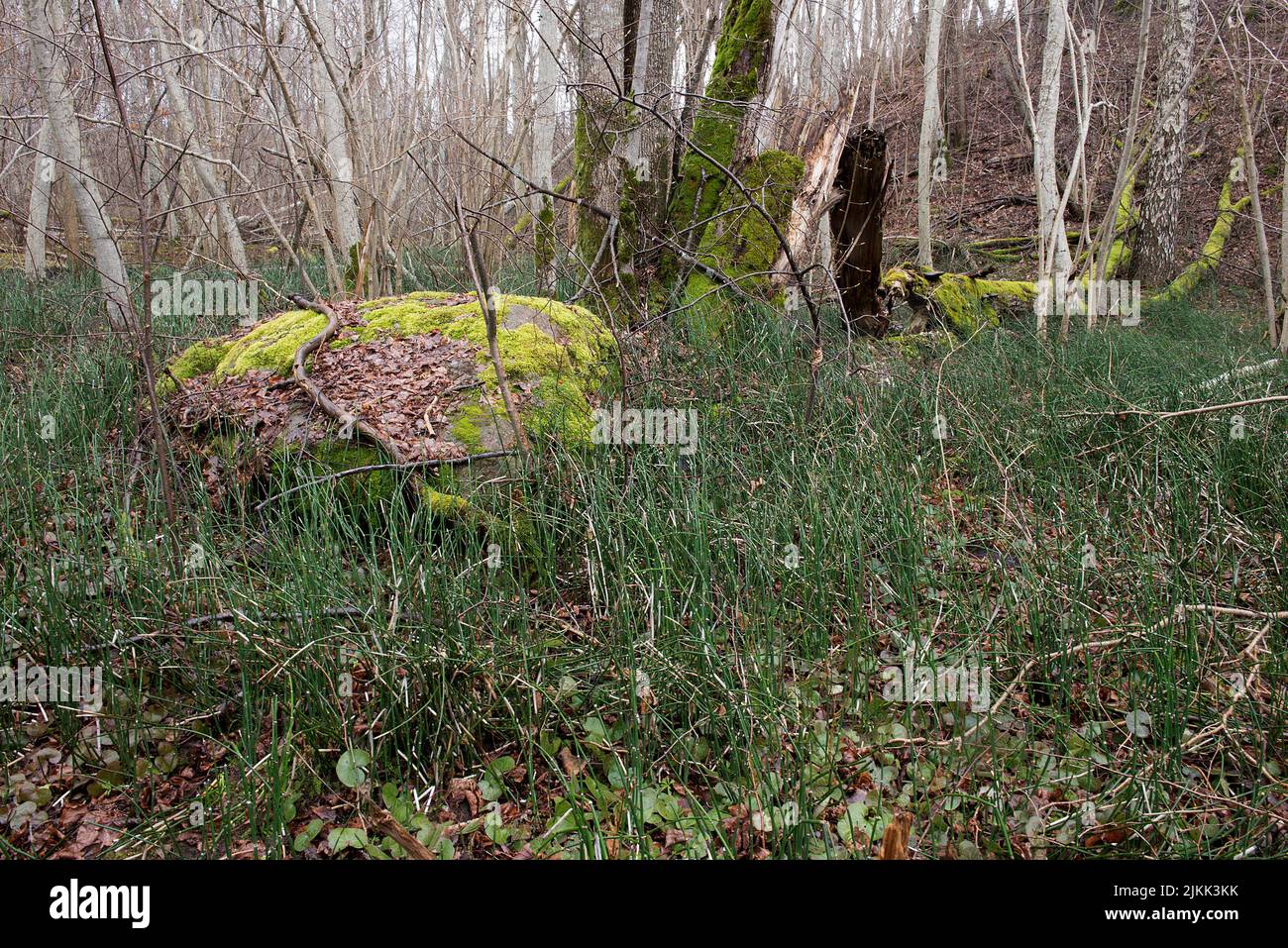 Ein schöner Blick auf das frische Gras und die Bäume in einem Wald Stockfoto