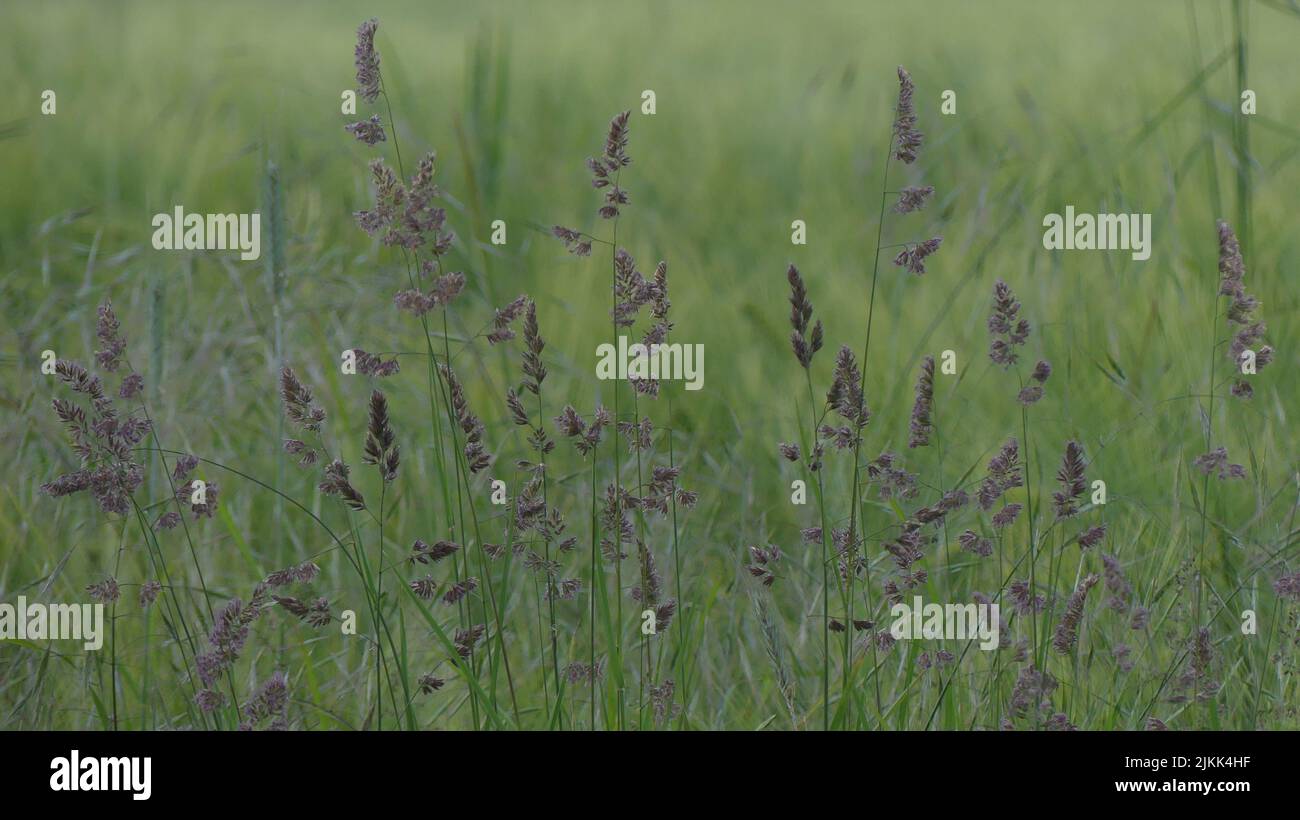 Ein selektiver Fokus auf hohes Gras auf dem Feld Stockfoto