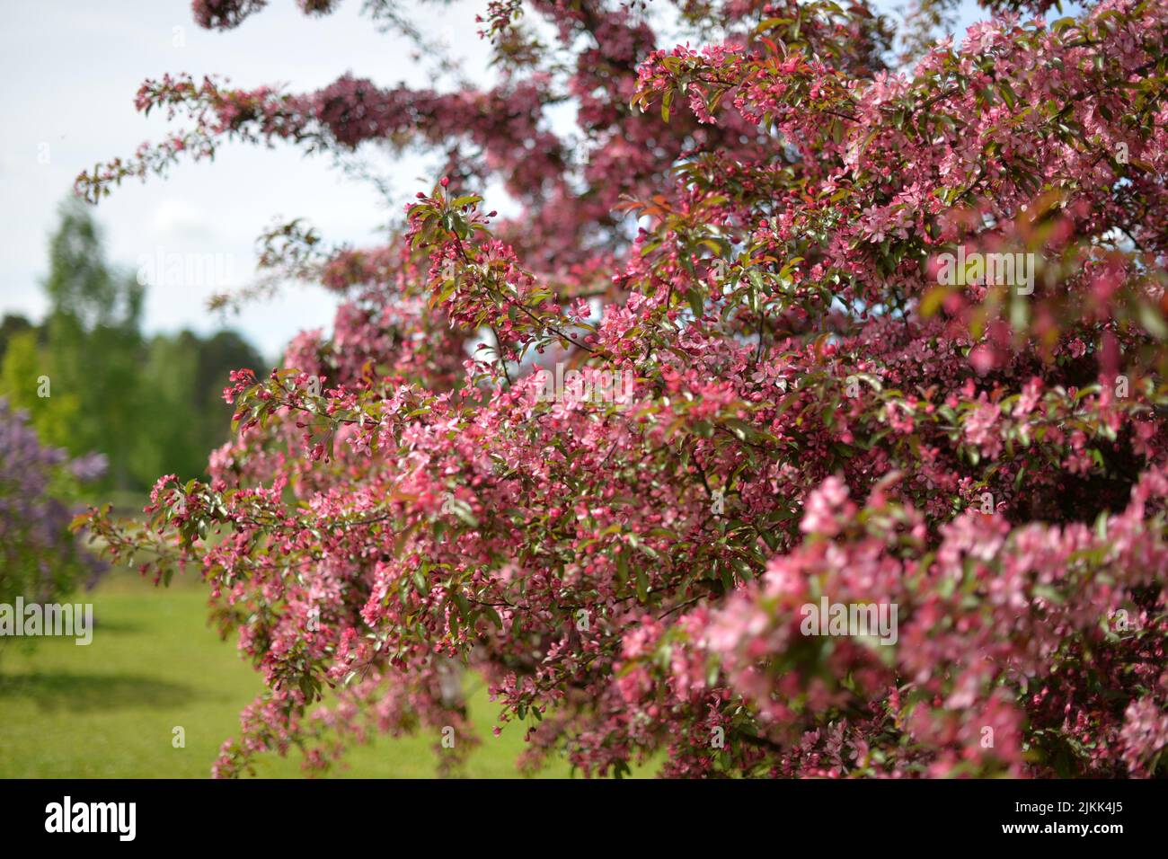 Eine Nahaufnahme von Apfelblütenblumen, die in einem verschwommenen Hintergrund wachsen. Stockfoto