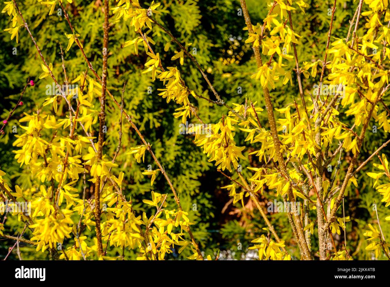 A Forsythia Medium - Gelbe Blüten auf einem blühenden Busch Stockfoto