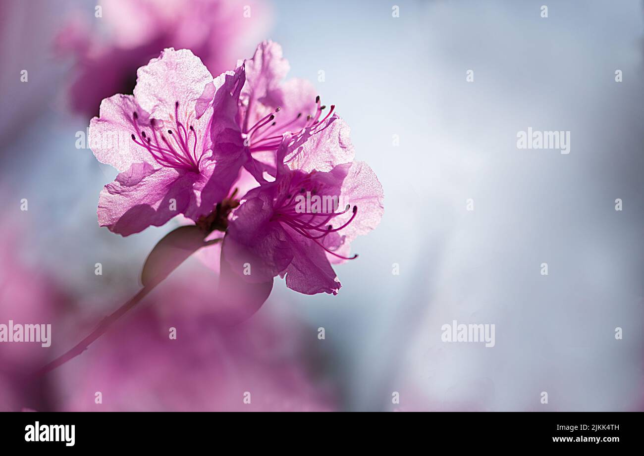 Eine selektive Fokusaufnahme einer schönen violetten Rhododendronblüte mit grünen Blättern in einem Garten Stockfoto