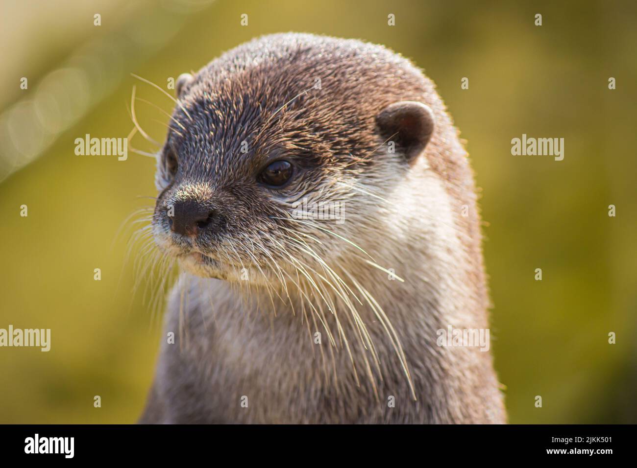 Eine Nahaufnahme eines asiatischen Fischotters mit kleinen Krallen unter dem Sonnenlicht, isoliert auf einem verschwommenen Hintergrund Stockfoto