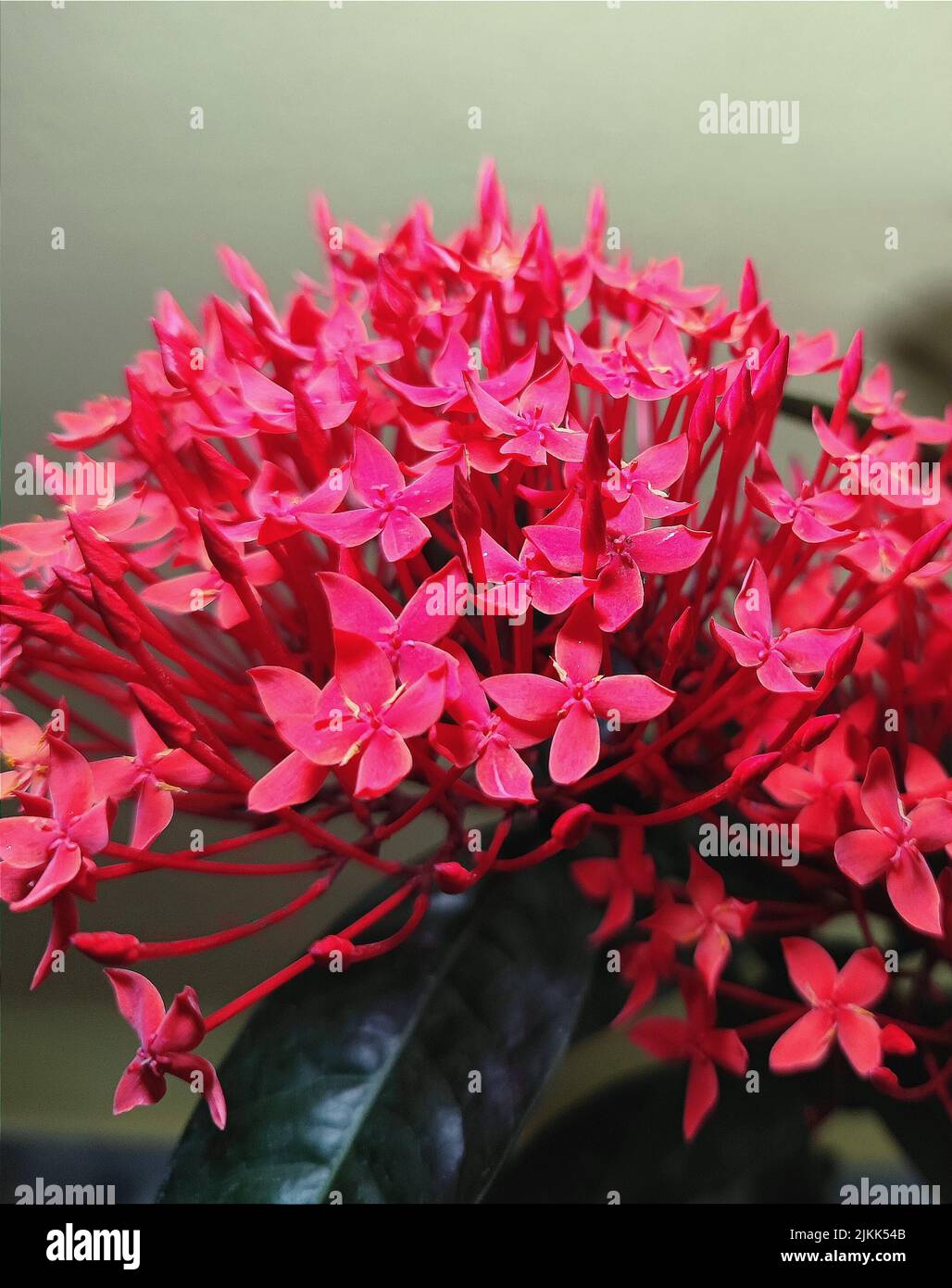 Eine Nahaufnahme von blühenden Ixora-Blumen im Garten Stockfoto