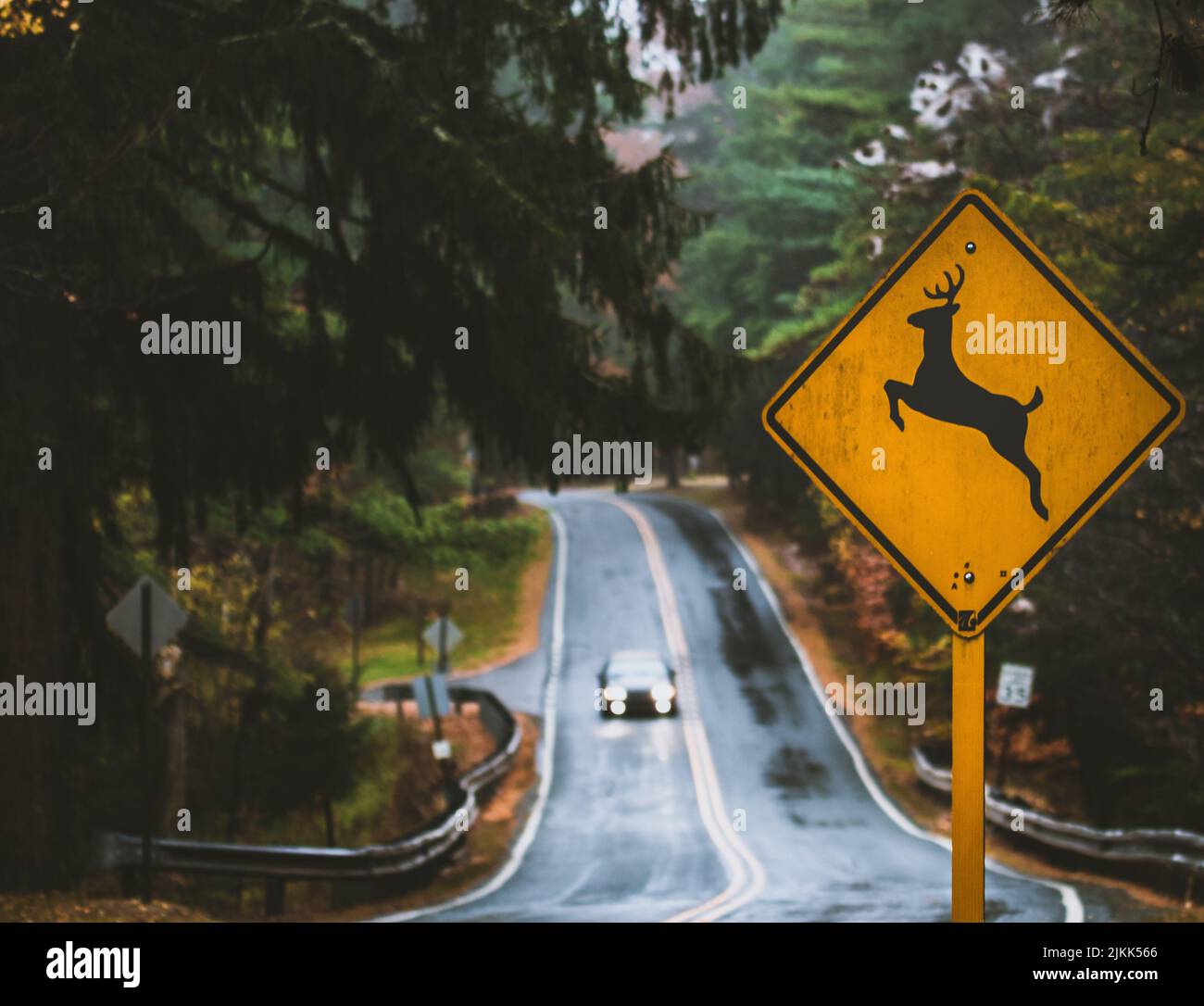 Ein Schild mit einem Reh auf der Forststraße Stockfoto
