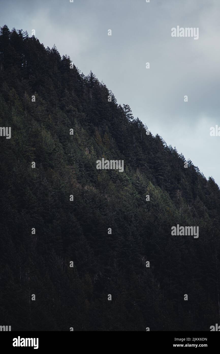 Eine vertikale Aufnahme von schönen Evergreens auf einem Hügel an einem düsteren Tag Stockfoto
