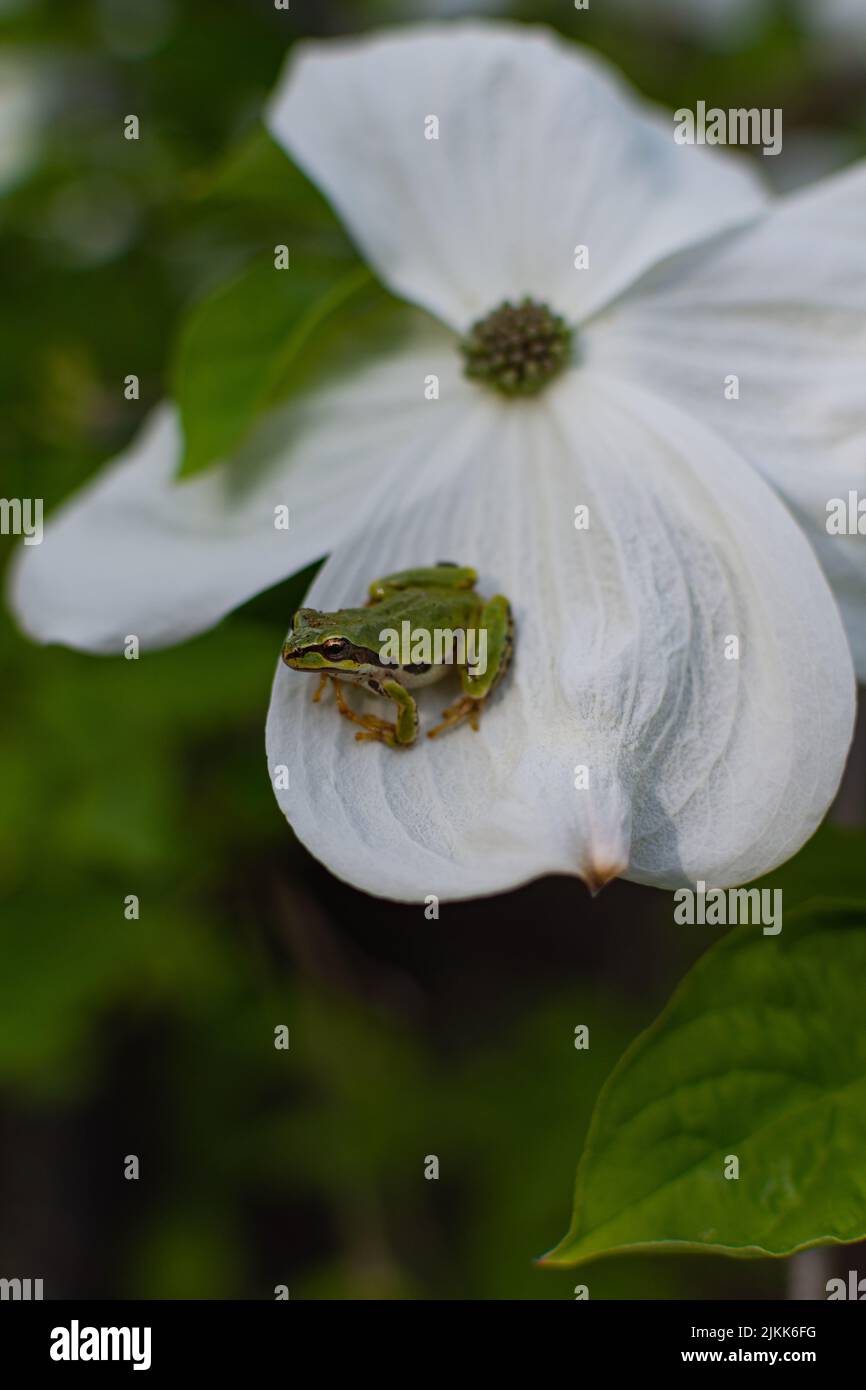 Eine selektive Fokusaufnahme einer blühenden Dogwood-Blume mit einem weißen kleinen Frosch Stockfoto