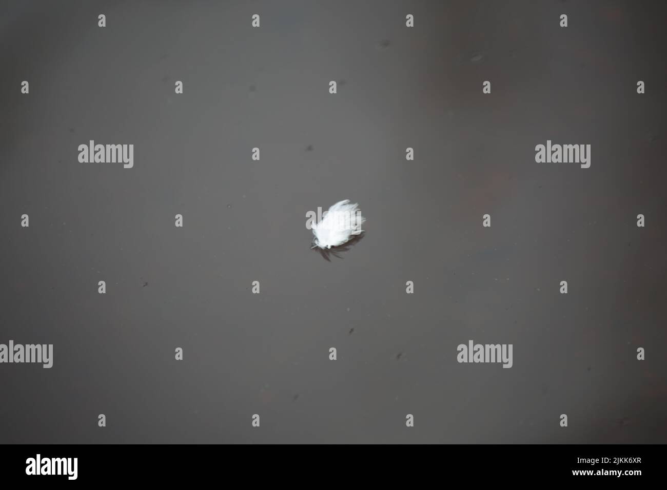 Eine kleine weiße Feder auf stillem Seewasser Stockfoto