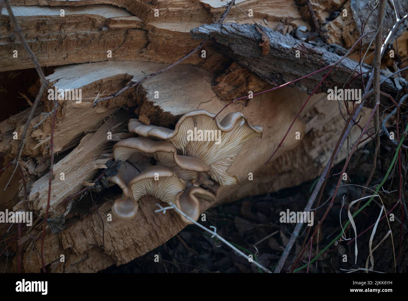 Eine gezielte Aufnahme von Pilzen auf Holz in Rockwall, Texas Stockfoto