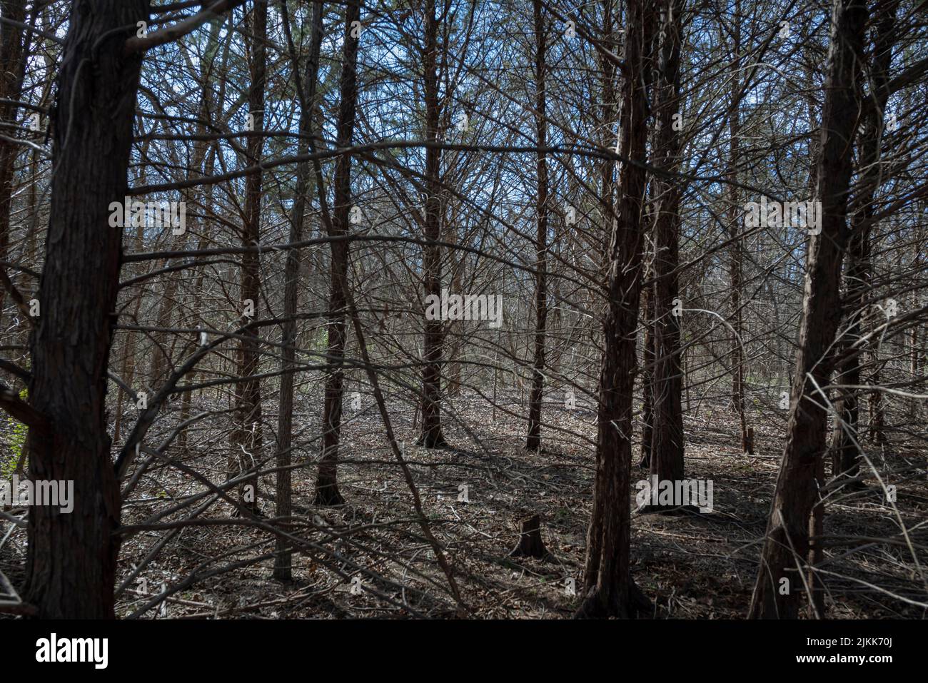 Eine Nahaufnahme von trockenen Bäumen im Wald in Rockwall, Texas Stockfoto