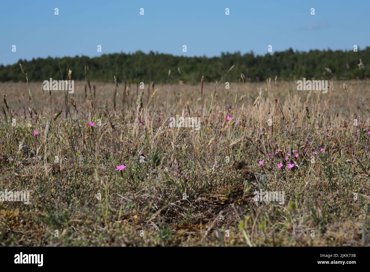 Das verwelkte Gras mit kleinen rosa Blüten auf den Ebenen von Alvaret, Schweden Stockfoto