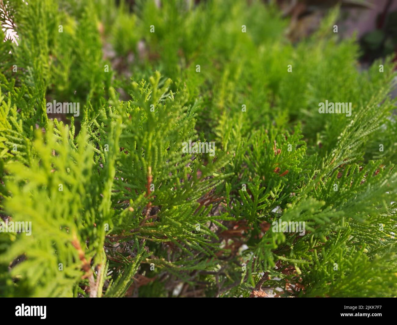 Eine Nahaufnahme von Wacholderblättern, die im Garten wachsen Stockfoto