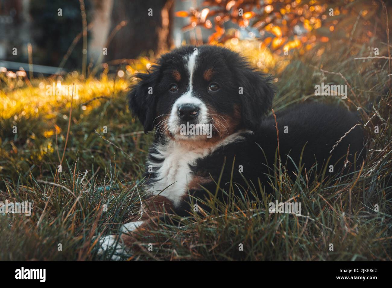 Nahaufnahme eines Berner Sennenhundes, der im Gras liegt. Stockfoto