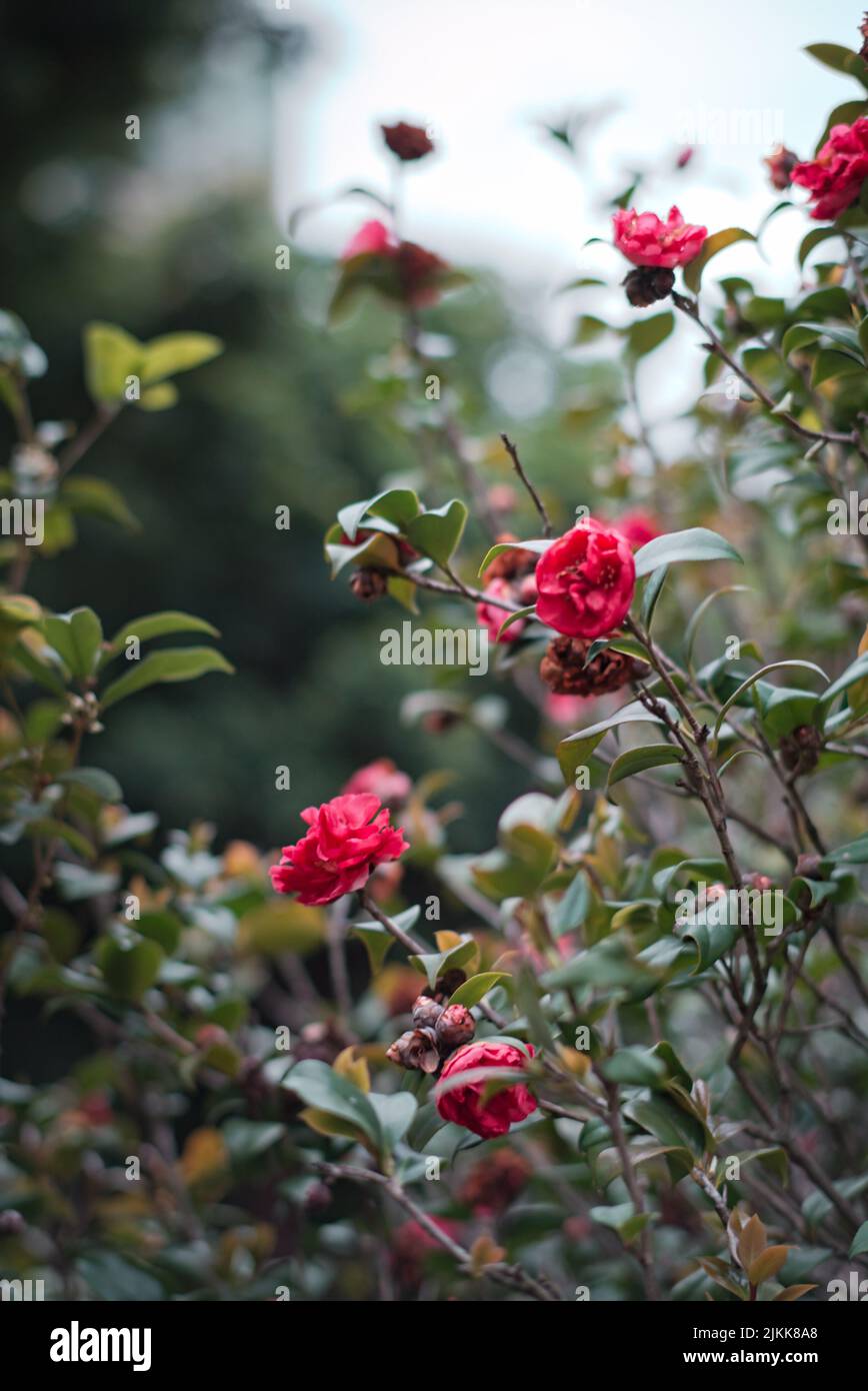 Eine vertikale Aufnahme eines Busches mit schönen roten duftenden Rosen in einem Garten im Frühjahr Stockfoto