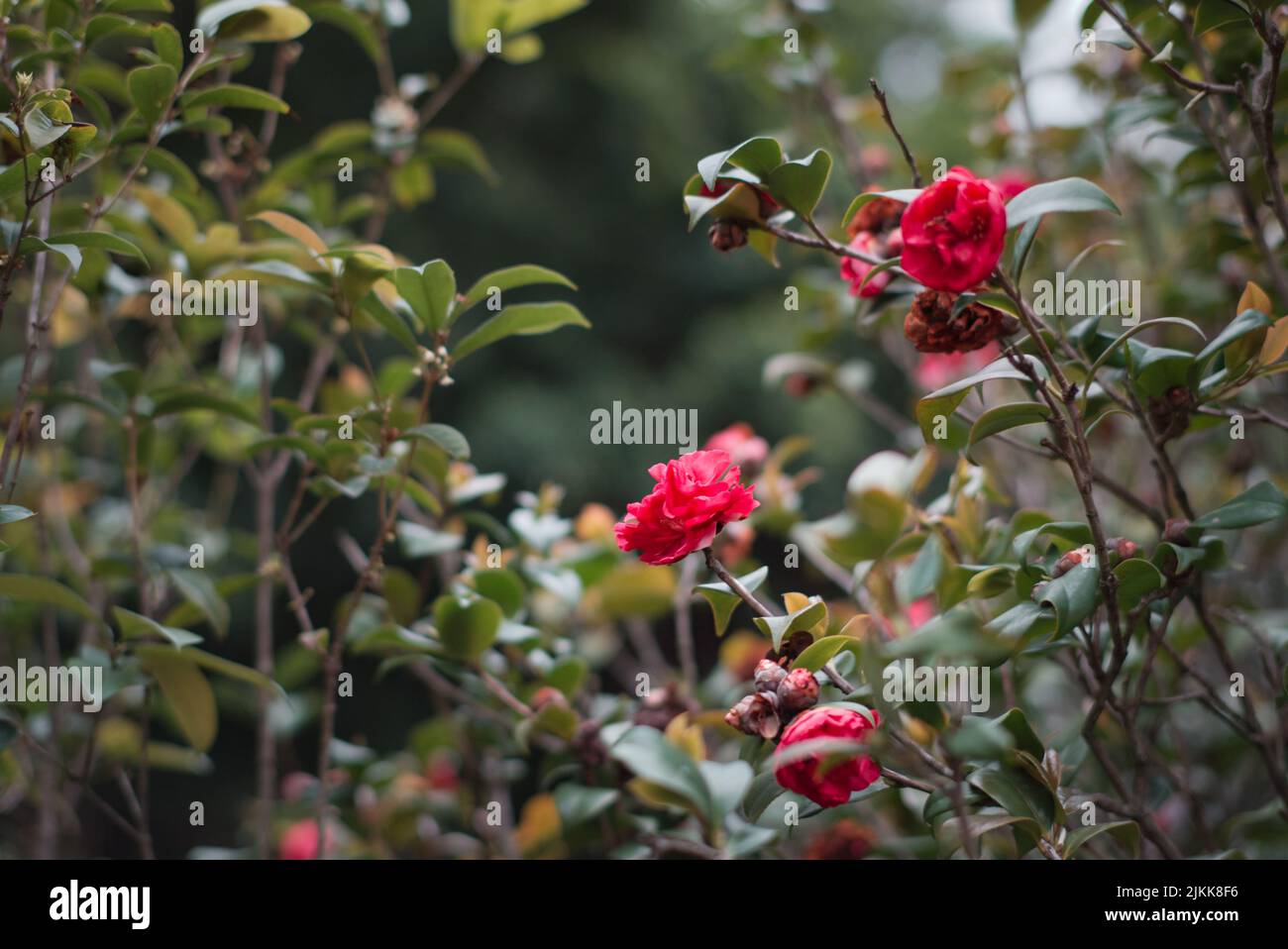 Ein Busch mit schönen roten duftenden Rosen in einem Garten im Frühjahr Stockfoto