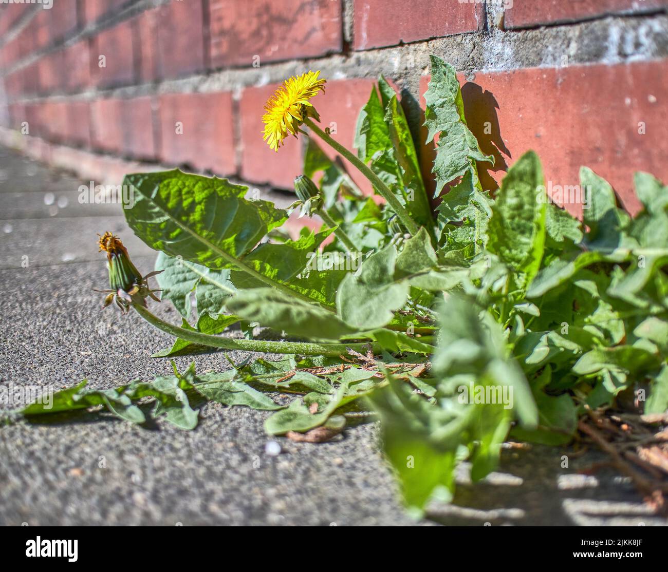 Nahaufnahme einer gewöhnlichen Sowdistel (Sonchus oleraceus), die in der Nähe der Ziegelmauer wächst Stockfoto