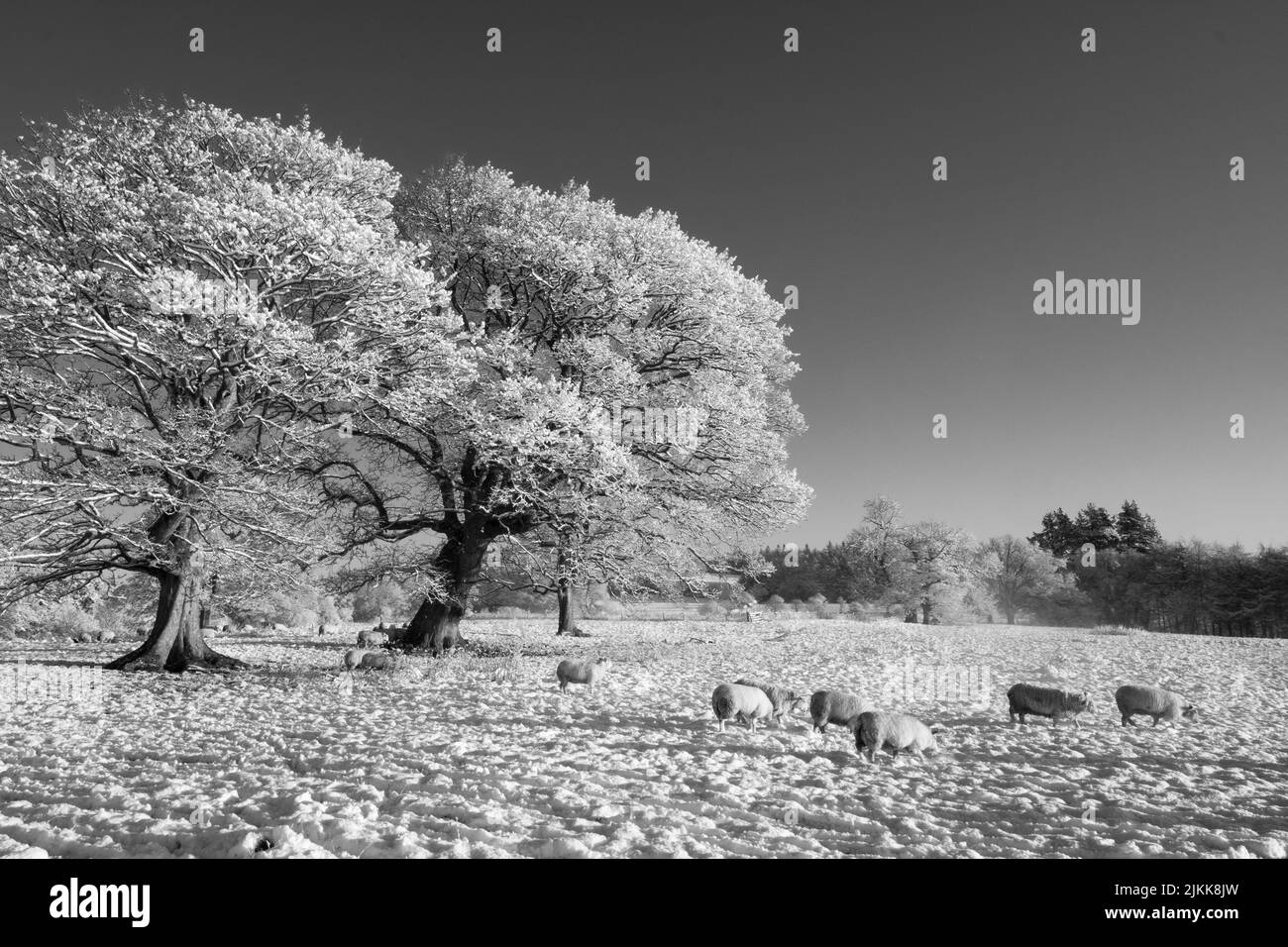 Eine Graustufenaufnahme einer grasenden Schafherde auf einem schneebedeckten Feld in Northumberland, England Stockfoto
